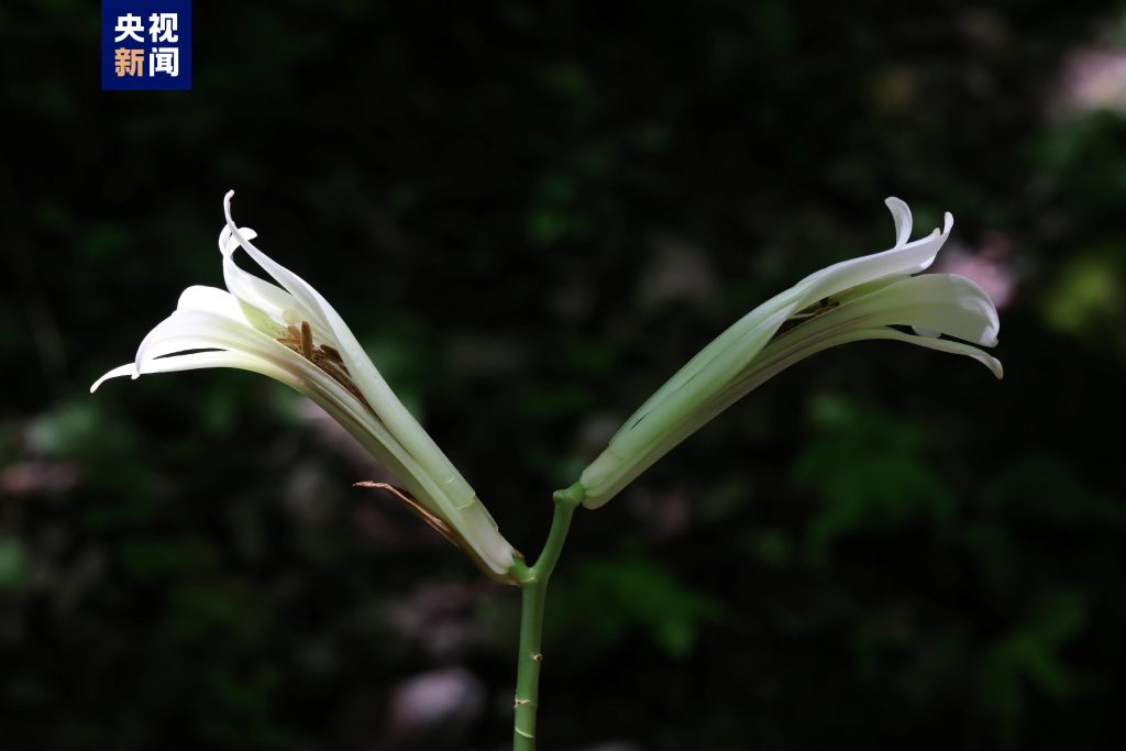 秦岭国家植物园新成员+1 近距离看荞麦叶大百合长啥样 秦岭国家植物园新成员+1 近距离看荞麦叶大百合长啥样
