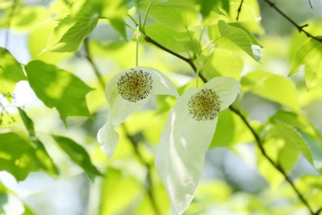 第12个“世界野生动植物日”丨加大物种保护投入力度 共建地球生命共同体 第12个“世界野生动植物日”丨加大物种保护投入力度 共建地球生命共同体